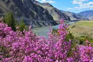 Тур: Цветение маральника на Алтае 2024